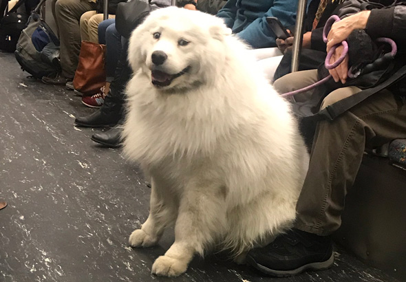 Big fluffy dog on the Red Line