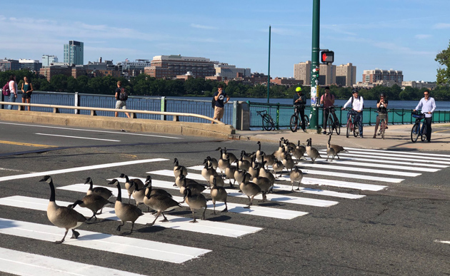 Geese crossing in a crosswalk on Memorial Drive in Cambridge