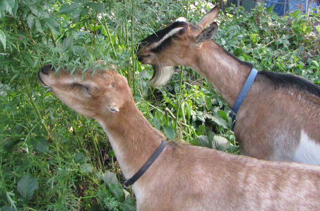 Goats eating things