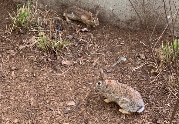 Rabbits on the Rose Kennedy Greenway