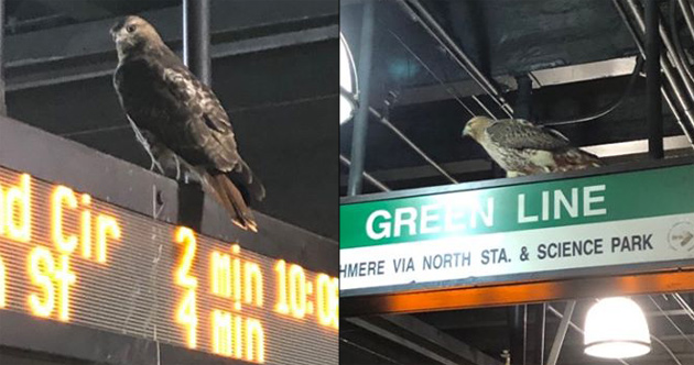 Hawk at Haymarket station on the Green Line