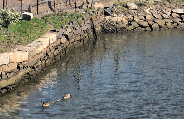 Geese in Fort Point Channel