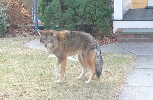 Limping coyote of West Roxbury
