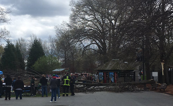 Large fallen branch in Franklin Park