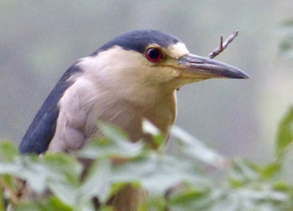 Black-crowned night heron at Millennium Park