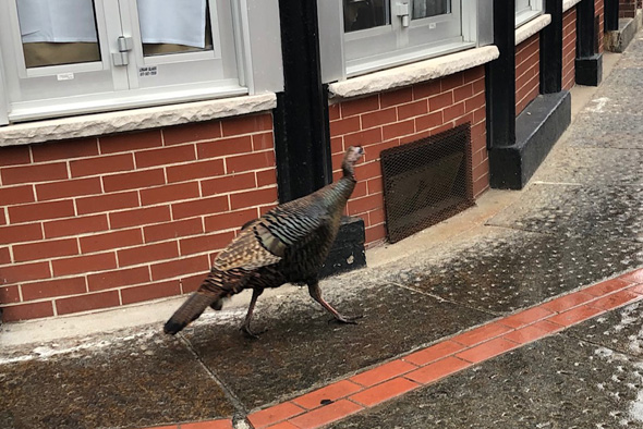 Turkey in the North End