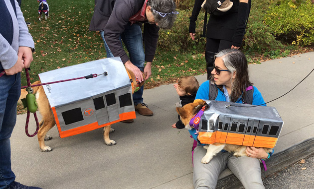 Dogs in Orange Line outfits