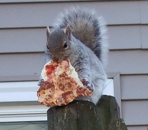 Squirrel eating a pizza