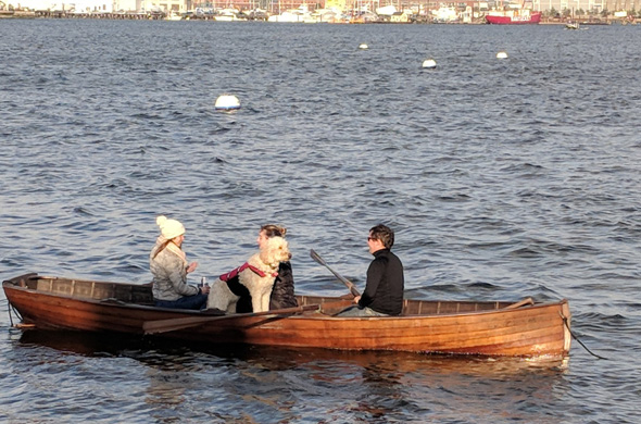 People and dog rowing in Boston Harbor