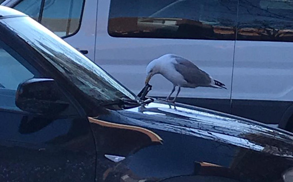 Seagull ripping a windshield wiper apart in East Boston