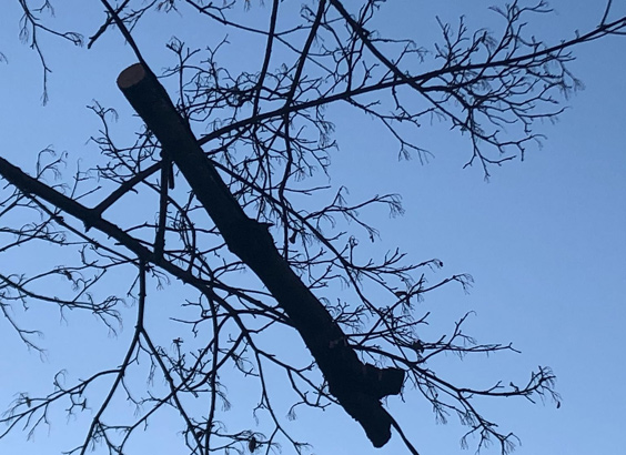 Tree limb just hanging in air