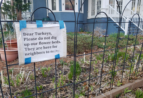 A note pleading with turkeys not to eat a Cambridge garden