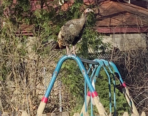 Turkey atop swings in Allston