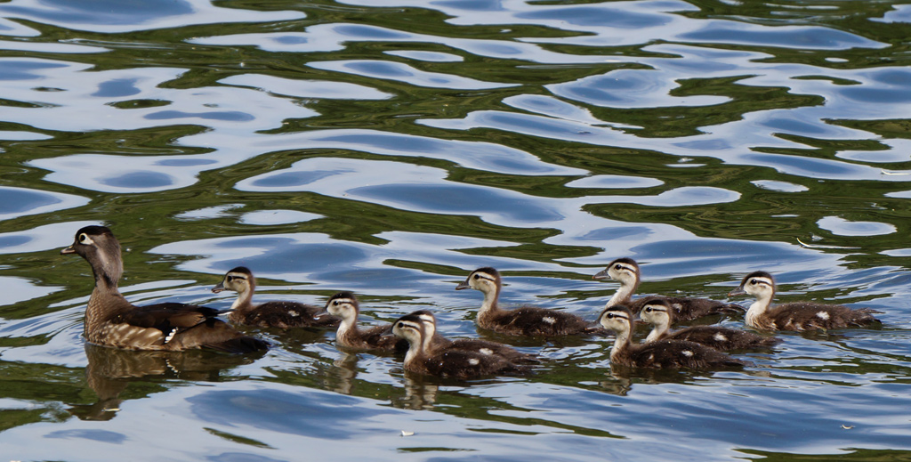 Wood ducks in Jamaica Pond