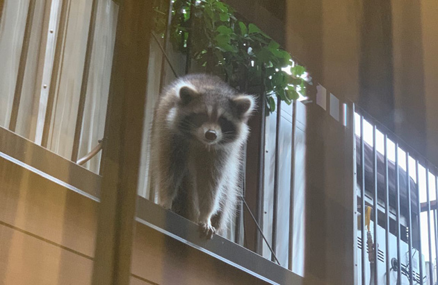 Raccoon in the South End