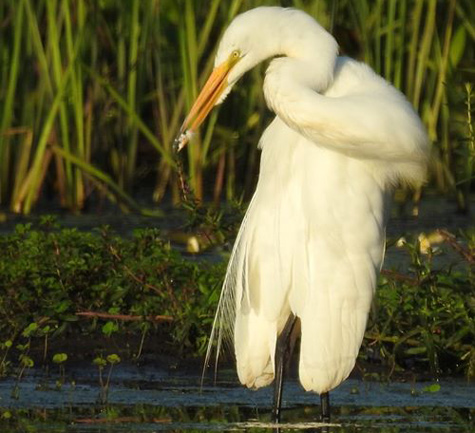 Egret stretches its neck at Millennium Park