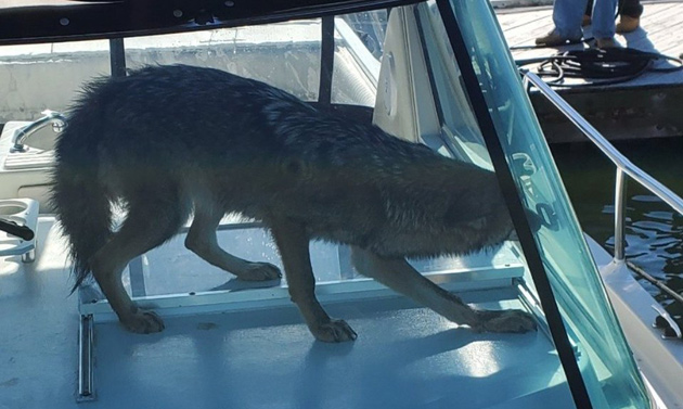 Coyote on a boat