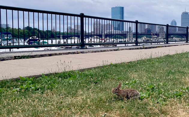 Rabbit on the Esplanade