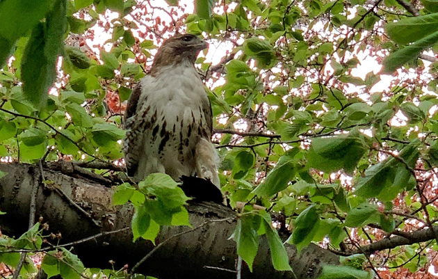 Hawk with lunch in the Public Garden