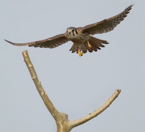 Kestrel with a grub