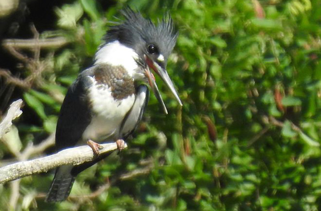 Belted kingfisher at Millennium Park