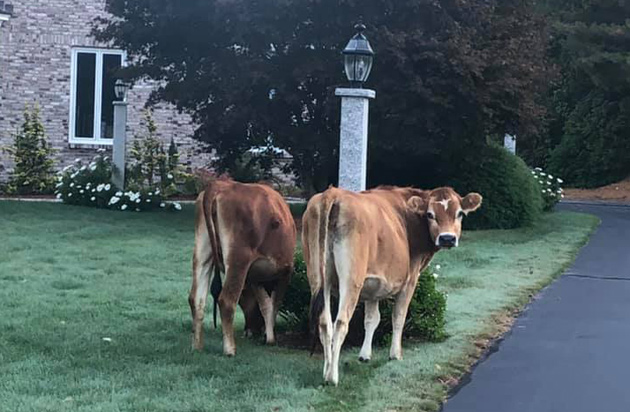 Cows in Westboro