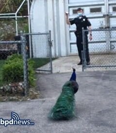 Cop and peackock