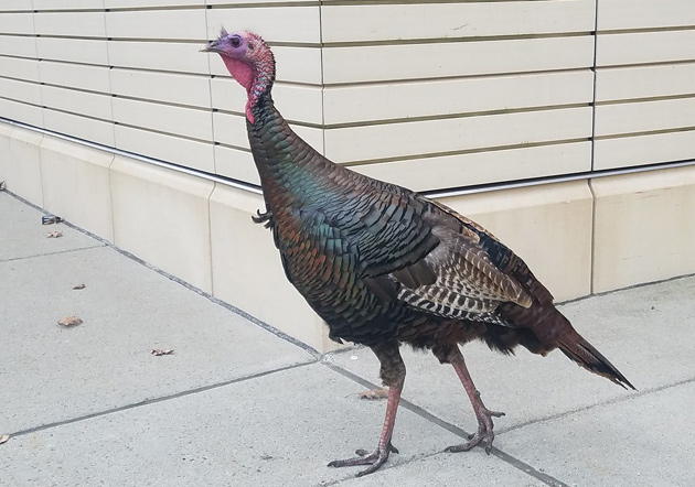 Turkey in Porter Square
