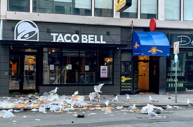 Gulls enjoying a feast outside the Taco Bell in downtown Boston