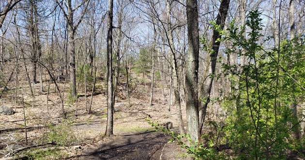 Allandale Woods in early May