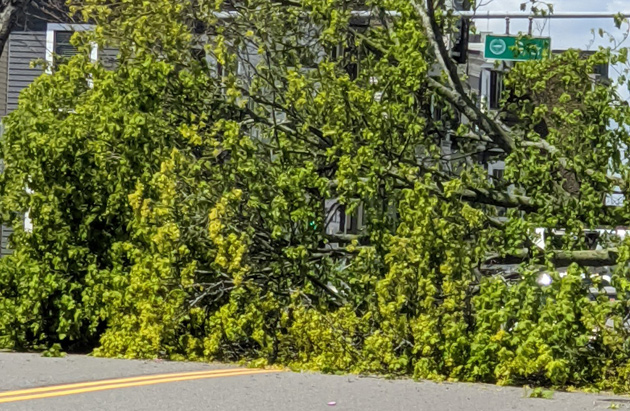 Downed tree on East Broadway