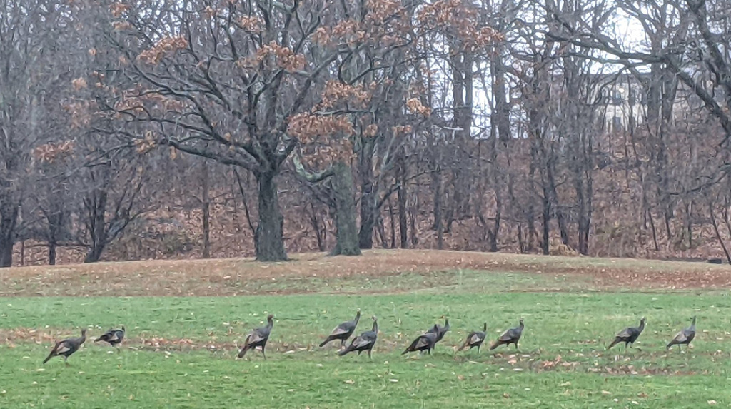 Lot of turkeys in Franklin Park