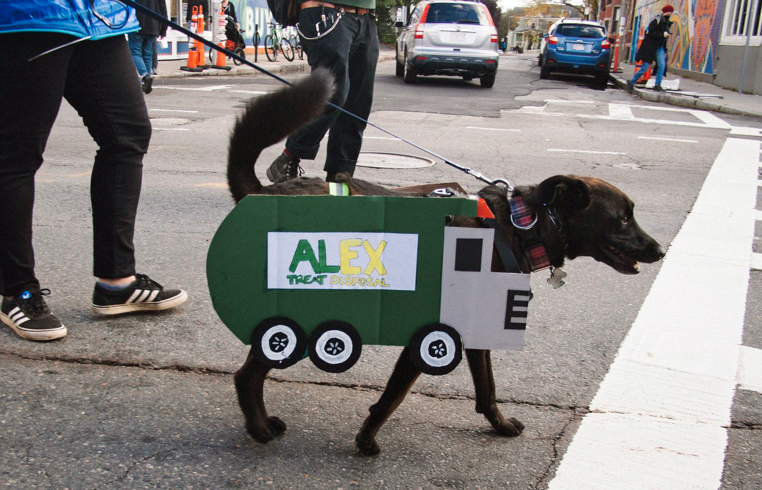 AlEx the garbage-seeking hound in Jamaica Plain