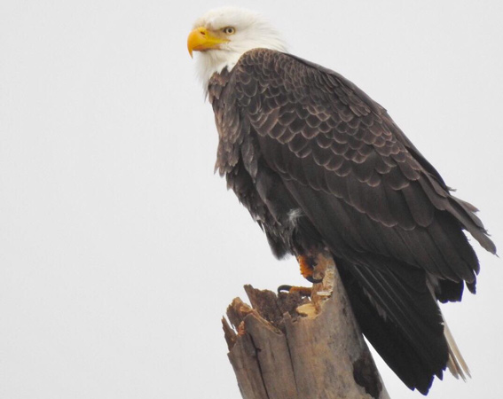 Bald Eagle along the Charles