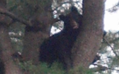 Bear in Brookline