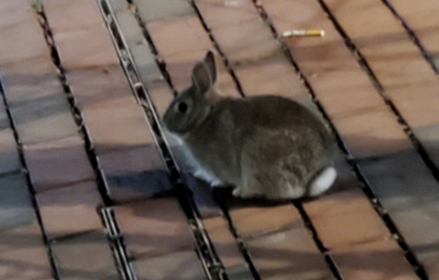 Rabbit on City Hall Plaza