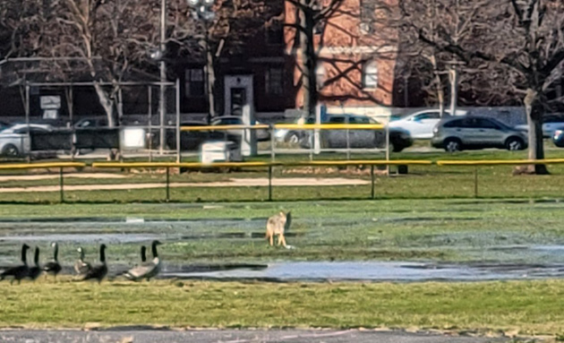 Coyote and goose in Moakley Park