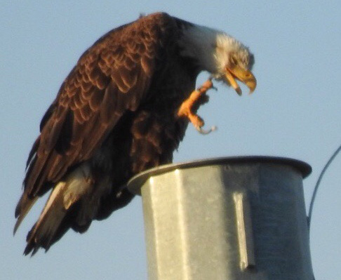 Bald eagle in Cutler Park