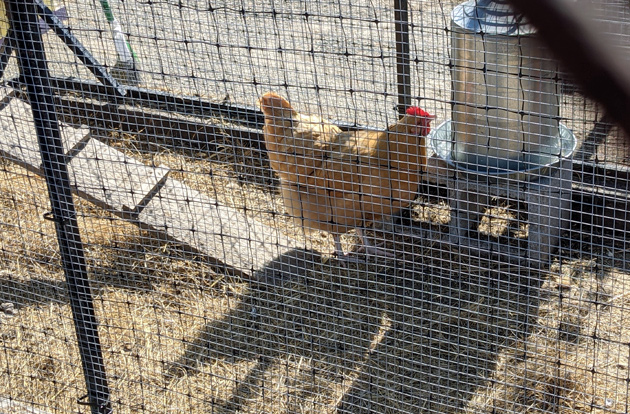 Chicken in Eagle Square