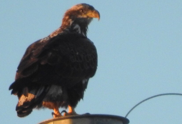 Juvenile bald eagle