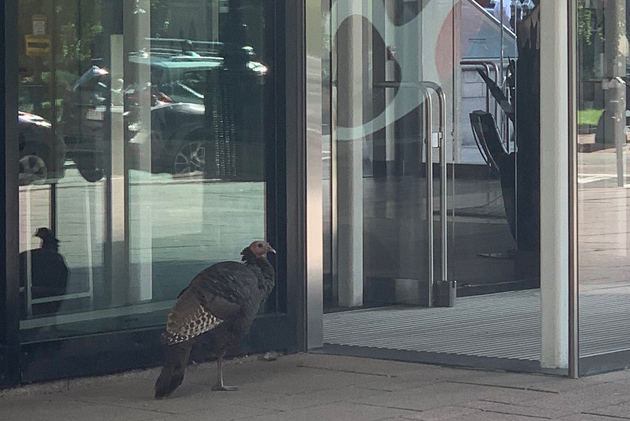 Turkey outside Equinox health club