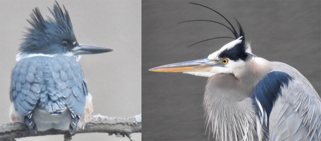 Belted kingfisher and great blue heron at Leverett Pond