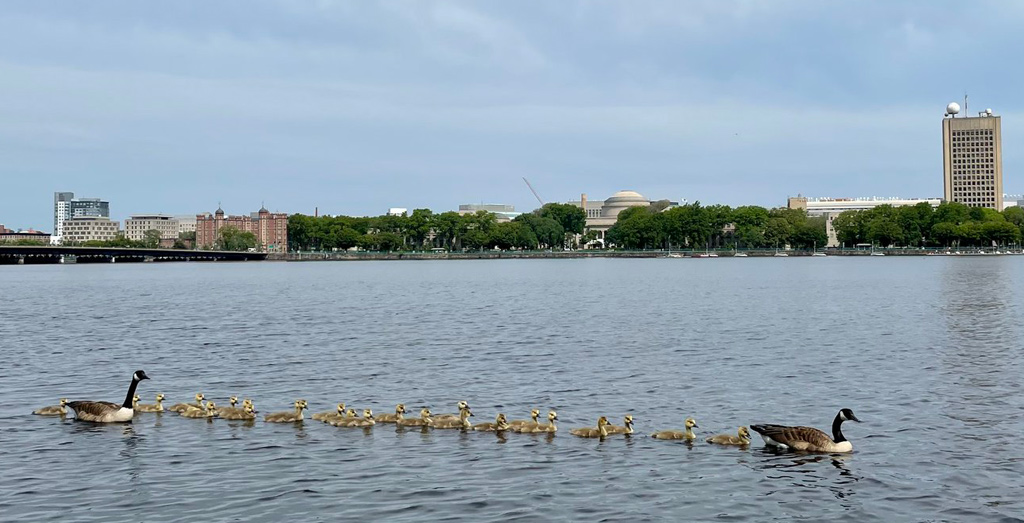 A lot of goslings on the Charles River