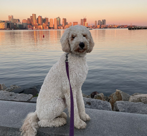 Max and the Boston skyline in early morning light on East Boston waterfront