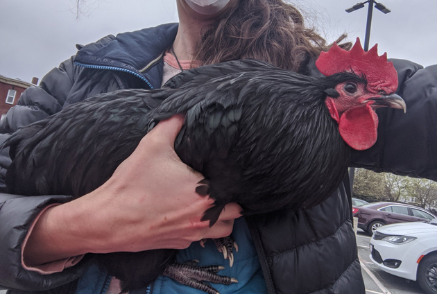 Woman holding a chicken