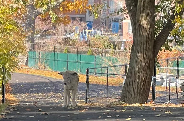 Coyote on Boston College campus