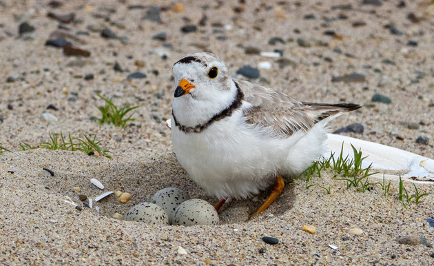 Plover with eggs on Revere Beach