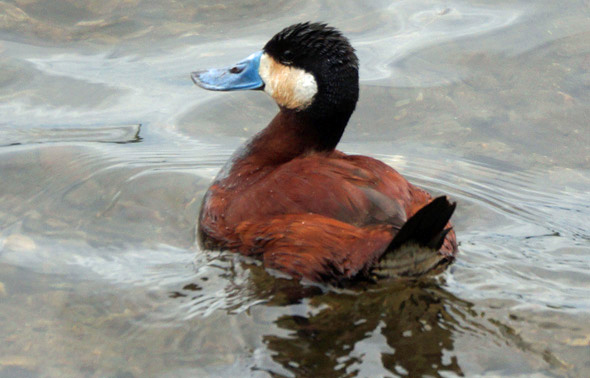 Ruddy duck in Jamaica Pond