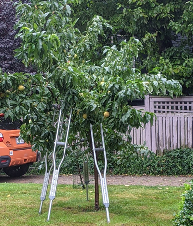 Tree with crutches