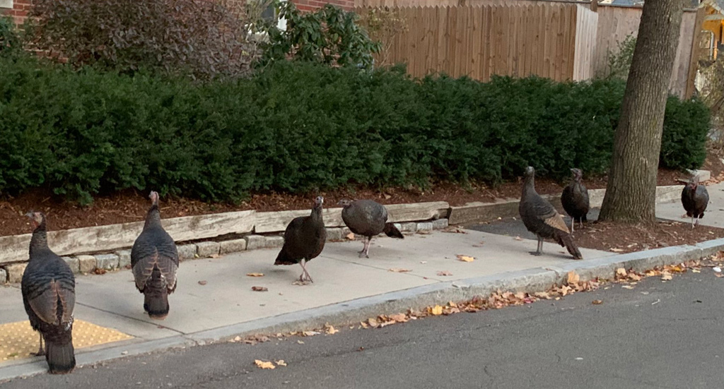 Turkeys in Brookline on the Brighton line